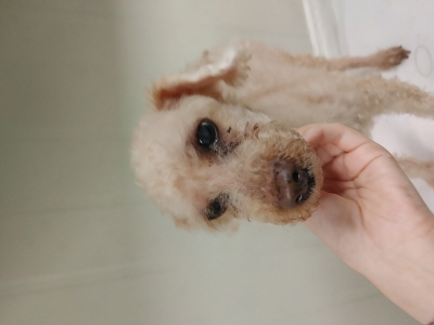 (사)동부동물보호협회_426331202500450